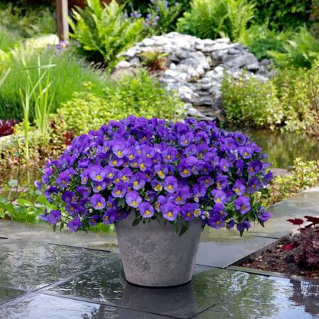 Blue Skies Cool Wave, (F1) Pansy Seeds - Packet image number null